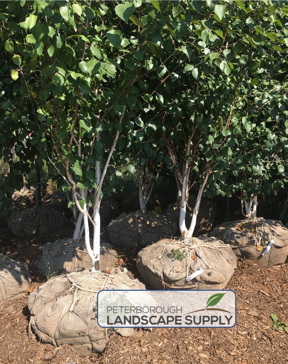 PETERBOROUGHLAN's tweet image. River birch. “Urban tree of the year” in 2002. Rising in popularity because of its relatively rapid growth, tolerance of both wet and drought, and unique bark. Full sun/part shade. Zone 4. Grows in an oval shape. #greattree #30percentoff #keeneroadstore #open7daysaweek