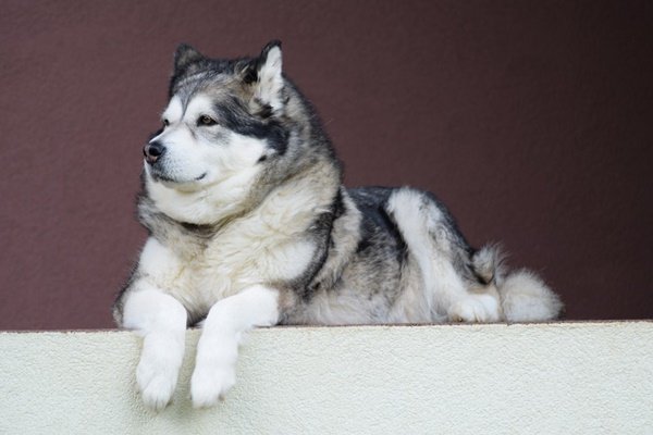 Salz Na Tviteru 似てるけど犬種が違うって最近知ったゆるふわ顔のアラスカンマラミュートと強面シベリアンハスキー 帰属表示不要フリー