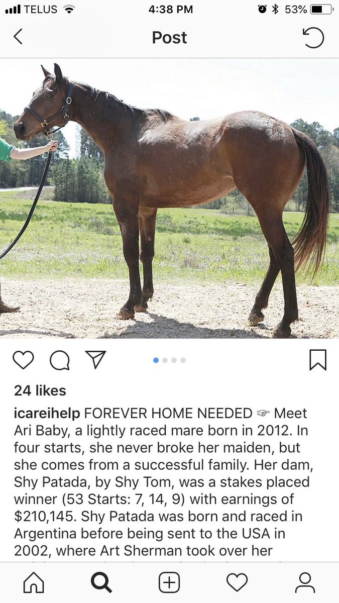 WestCoTbs's tweet photo. Ari Baby is finally going home! This mare from @icareihelp has found her safe landing. Great news. #aribaby https://t.co/Kwqe7E2Pod