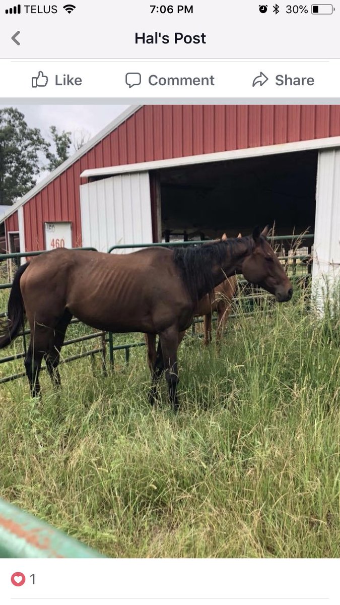 WestCoTbs's tweet photo. Ari Baby is finally going home! This mare from @icareihelp has found her safe landing. Great news. #aribaby https://t.co/Kwqe7E2Pod