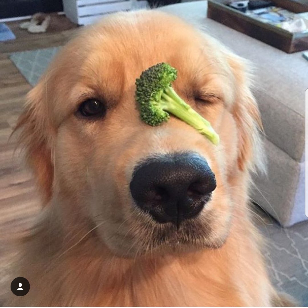 103Britain's tweet photo. "Oh my gosh, this is the best photo I have ever seen. I love broccoli! I love dogs! And I cant wink!" https://t.co/tFJNCLwHXH