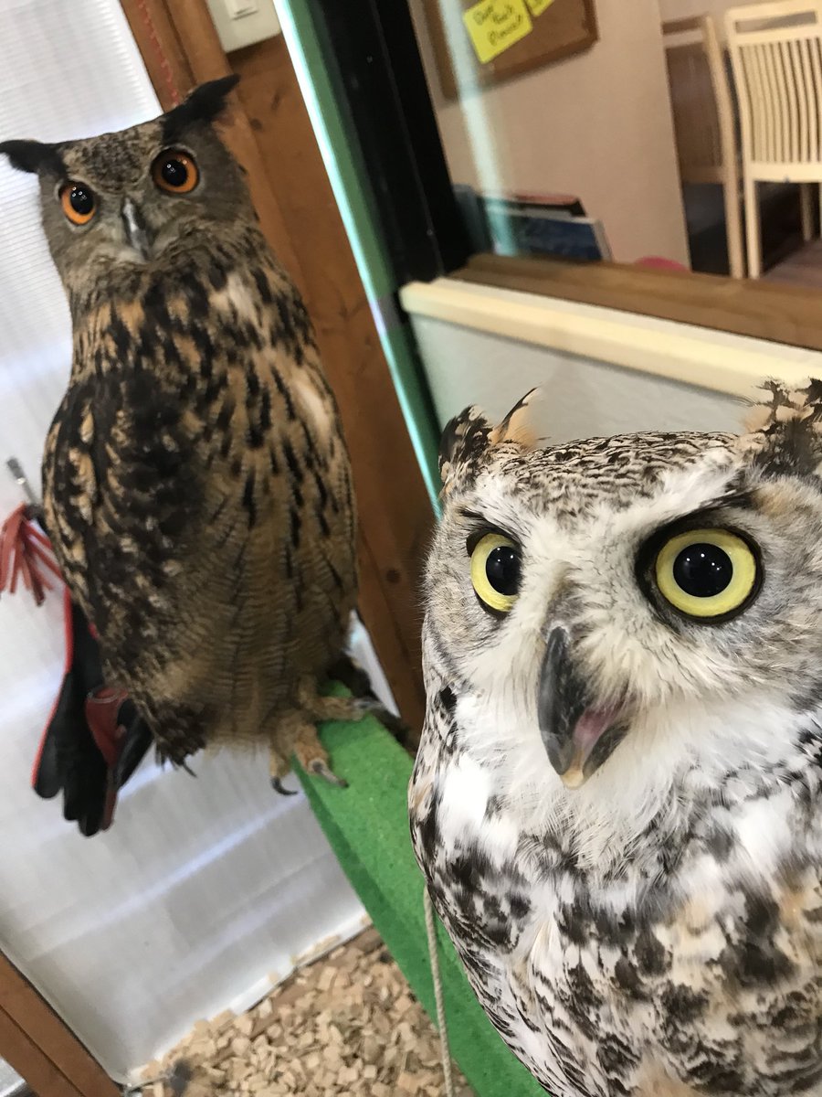 ふくろう茶房国分寺店 本日も11時より普通に営業いたします 珍しいシベリアちゃんほか ライちゃん チャボ雛ちゃんなどかわいい子達が皆様のご来店お待ちしてます ふくろう茶房 ふくろう茶房国分寺 フクロウ ふくろう かわいい