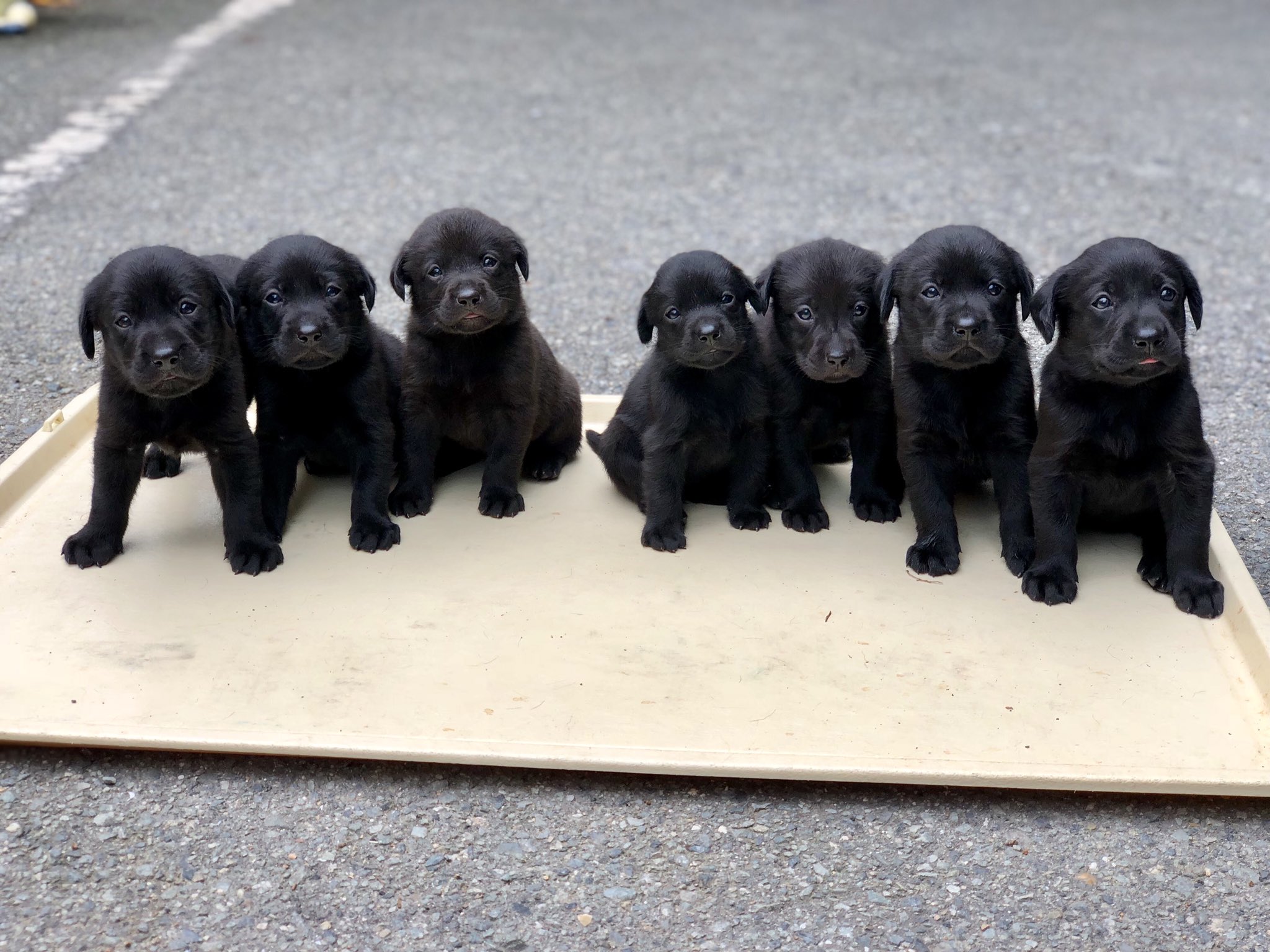柴犬 零 見習い訓練士 Twitter Da オーナー様募集 黒ラブ子犬が産まれました フィールドタイプ 且つ鼻のいい血統です オス3頭 メス4頭の７兄弟 小さい目のラブなので家庭飼いにもぴったり 気になる方は お電話 Dmお待ちしております 西兵庫