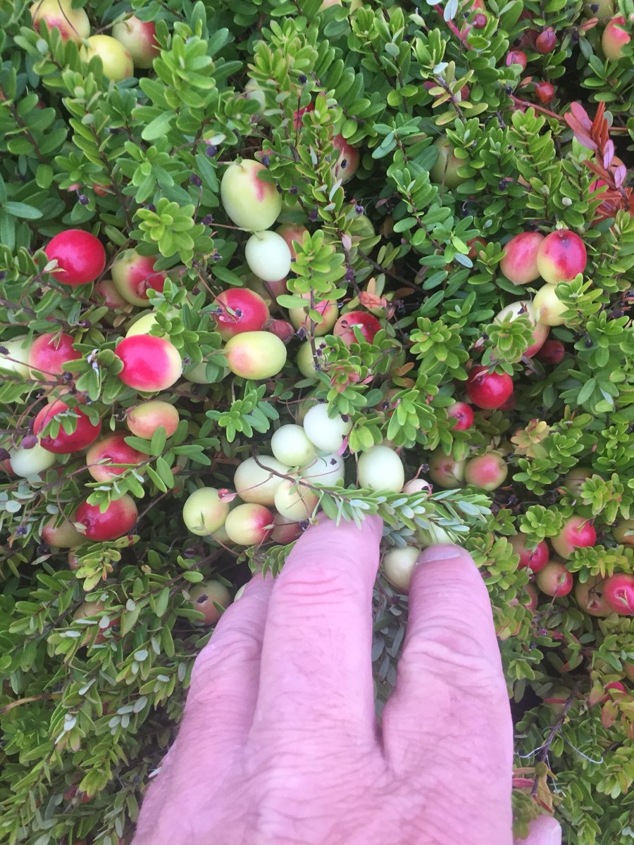 Mayflowercran's tweet photo. Need some colder weather to get these berries colored up. https://t.co/4gStKgQ2n1
