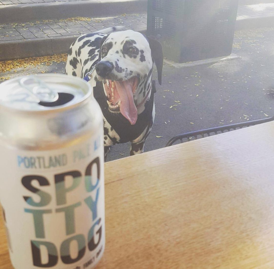 @spottydogbrewers Portland Pale Ale, plus... a spotty dog! Cheers on this sunny spring Monday #spottydogbrewers #tasbeertrail #paleale #craftbeer #craftbeerbrewer #tasmanianbeer #microbrewer #craftbeeraustralia
