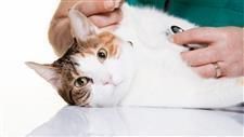 PurrrfectlyH's tweet photo. Leading Cause of Respiratory #Distress, Do You Keep This No. 1 Trigger at Bay? https://t.co/fLywG3K04u #cats #cathealth #pyothorax #illness #Awareness #petsitesunite #danger https://t.co/QWI6a3mBcd
