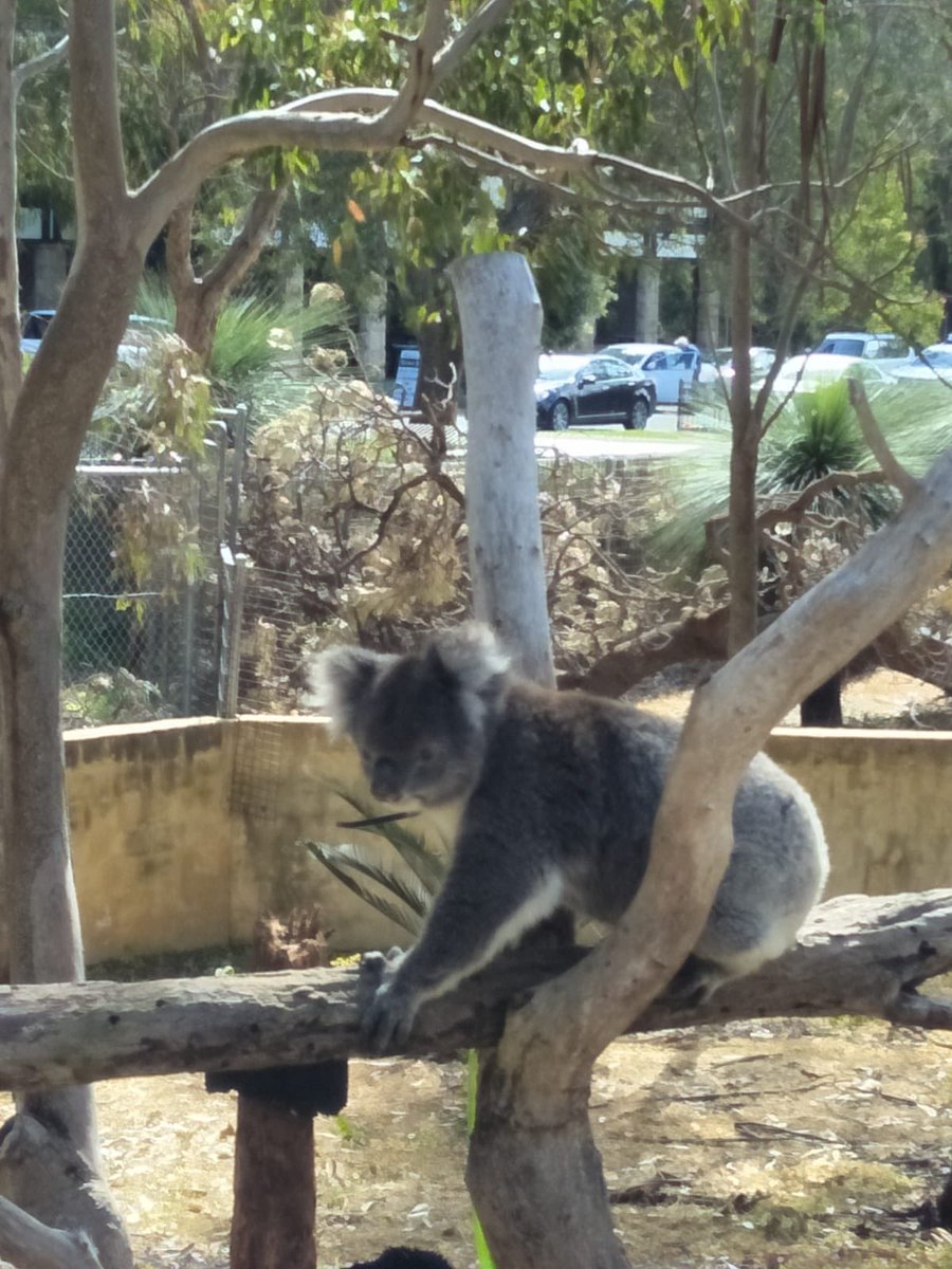 GloriaGarayua's tweet photo. Never get tired of this cutie!
.
.
.
.
.
.
.
.
.
#KoalasGoneWild #Koala #AustralianKoalas #Wildlife #CrystalCaves #PerthAdventures #PerthIsOk #AustralianFriends #PerthFriends #ActorAbroad #Abroad #International #Overseas #Perth #WA #WestAustralia #DownUnder #AU https://t.co/vbSQtWzLT1