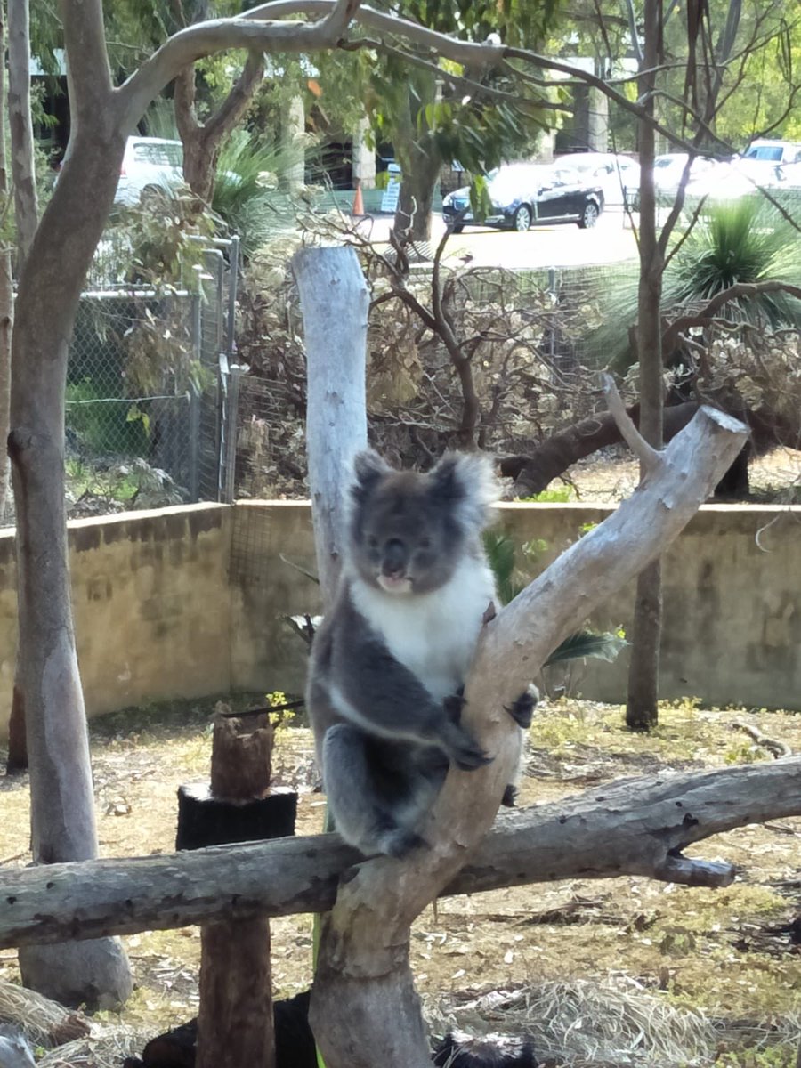 GloriaGarayua's tweet photo. Never get tired of this cutie!
.
.
.
.
.
.
.
.
.
#KoalasGoneWild #Koala #AustralianKoalas #Wildlife #CrystalCaves #PerthAdventures #PerthIsOk #AustralianFriends #PerthFriends #ActorAbroad #Abroad #International #Overseas #Perth #WA #WestAustralia #DownUnder #AU https://t.co/vbSQtWzLT1