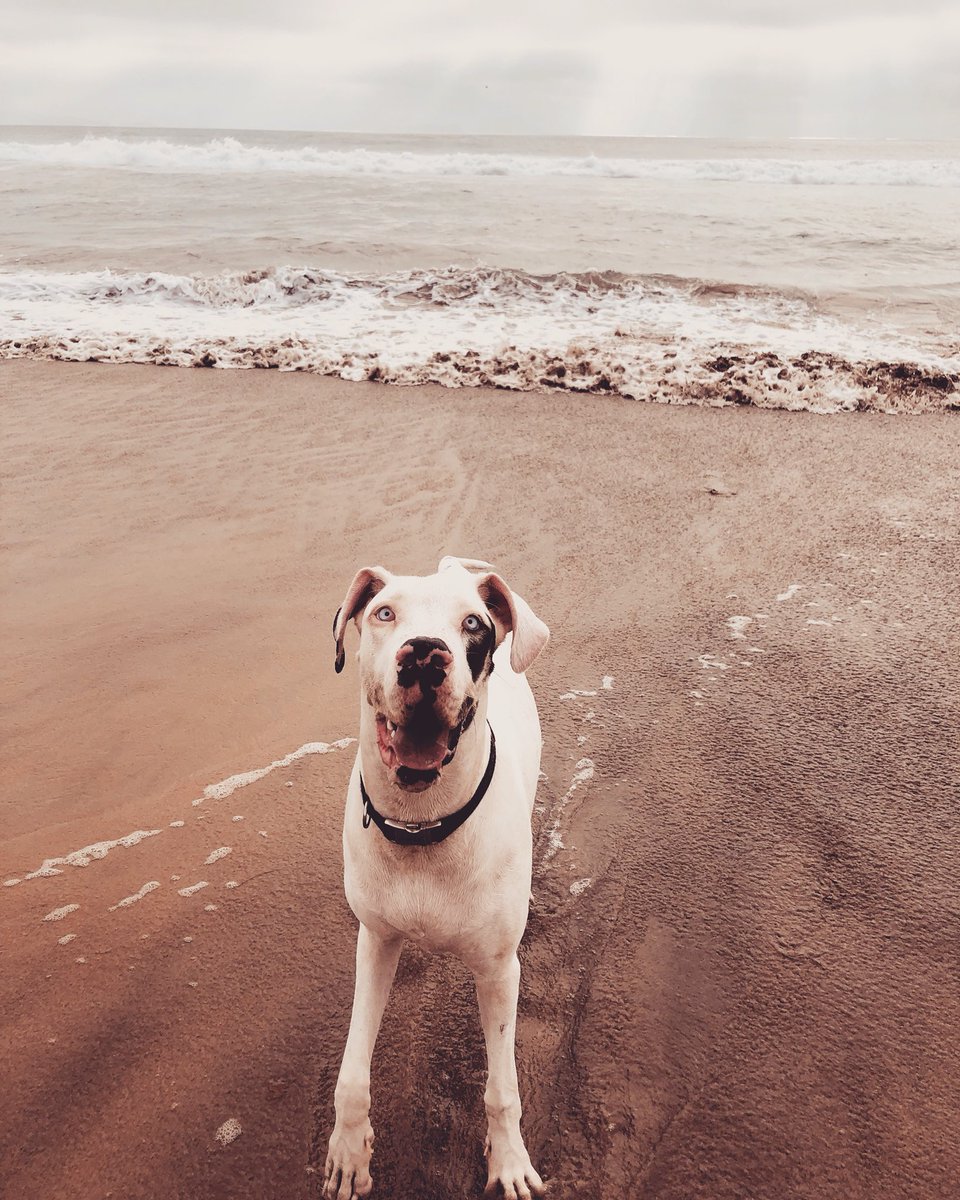 paulinafavela's tweet photo. #greatdanes #doglovers #puppydog #instadog #cutedog #picoftheday #mascotasfelices #perrosgram #dogoftheday #powerfuldogs #mondaymood #greatdanesofinstagram #greatdanesmoments #pictureoftheday #doglife #instagramdogs #mydog #greatdanepuppy_featured #greatdanephotos #danesrule https://t.co/9KxUgz2bR4