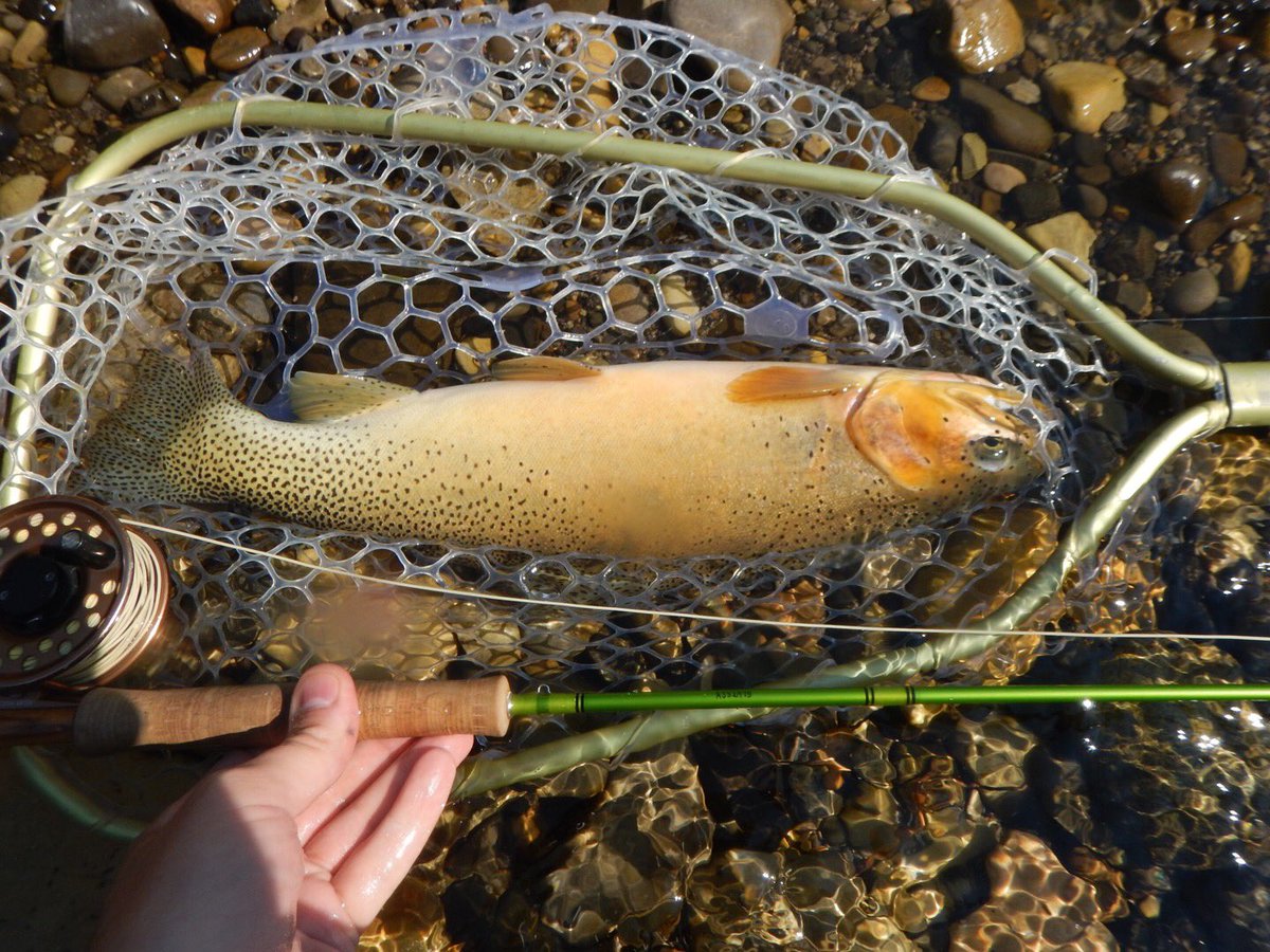Cliff_Razzo's tweet photo. Another great weekend of #flyfishing #dryfly #greendrake #cutthroattrout https://t.co/S5gss71O8D