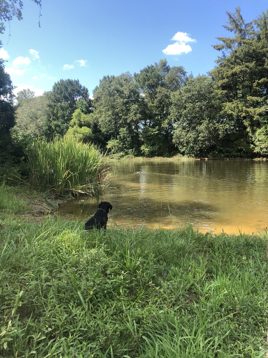 aaron_clark8's tweet photo. Life with dogs is great https://t.co/NWm11usSNU