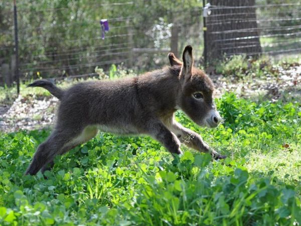 DickKingSmith's tweet photo. Word of the day: 'onolatry' - (noun) worship of the donkey or ass. Also in extended use: excessive admiration for or devotion to foolishness or a foolish thing. https://t.co/0En0d6pbUE