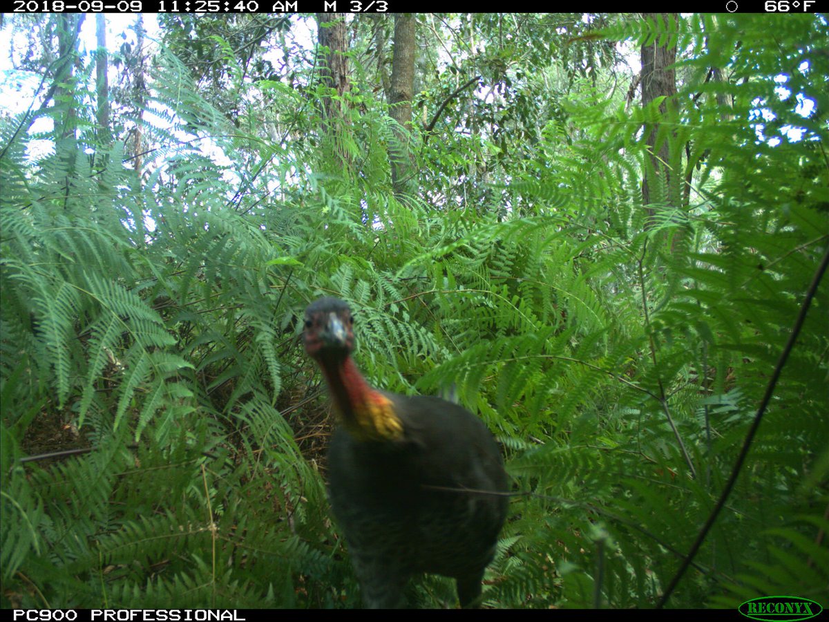 stefan_hat's tweet image. Seen a Brush Turkey lately? Report it on the Brush Turkey app #CitSciOz18 #Brushturkey