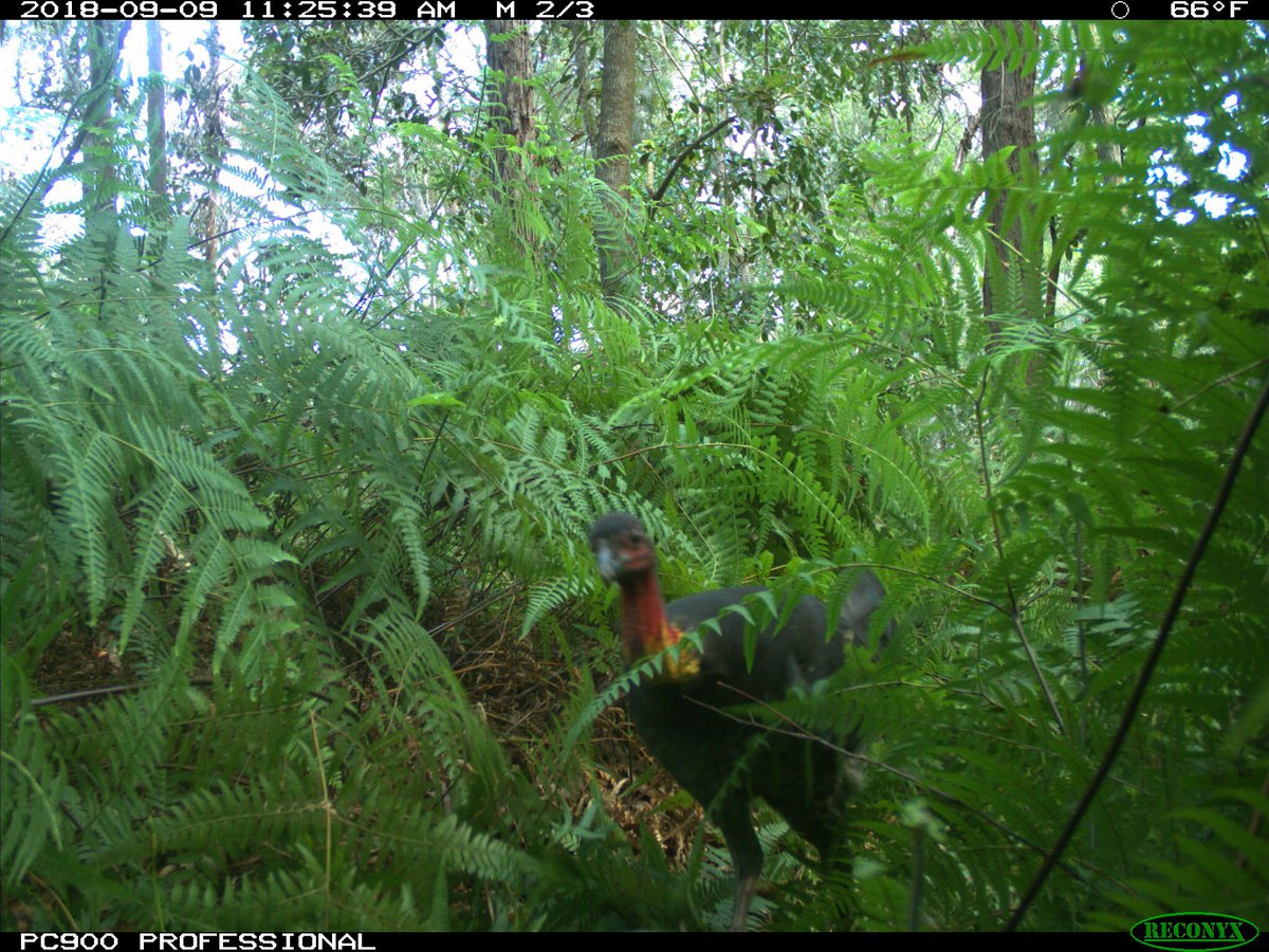 stefan_hat's tweet image. Seen a Brush Turkey lately? Report it on the Brush Turkey app #CitSciOz18 #Brushturkey