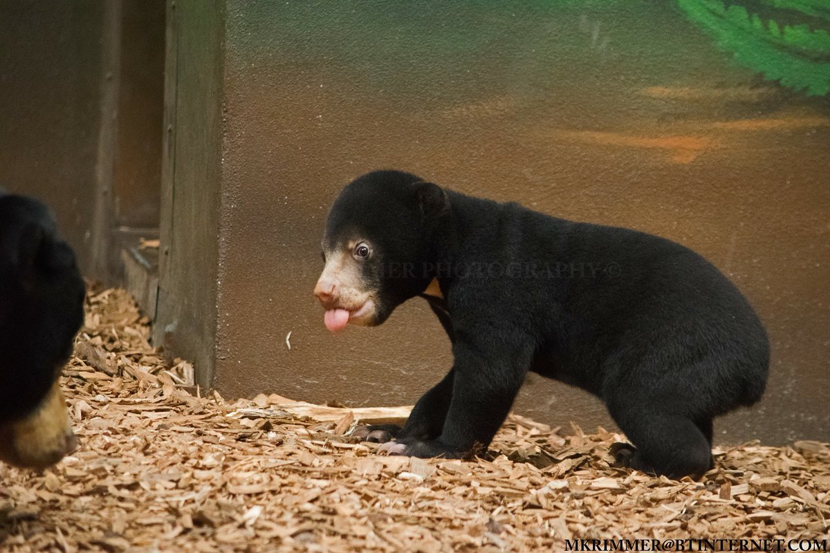 So who had a good weekend and who feels like pulling tongues at the week ahead? #ChesterZoo #MalayanSunBear #BabyBear
