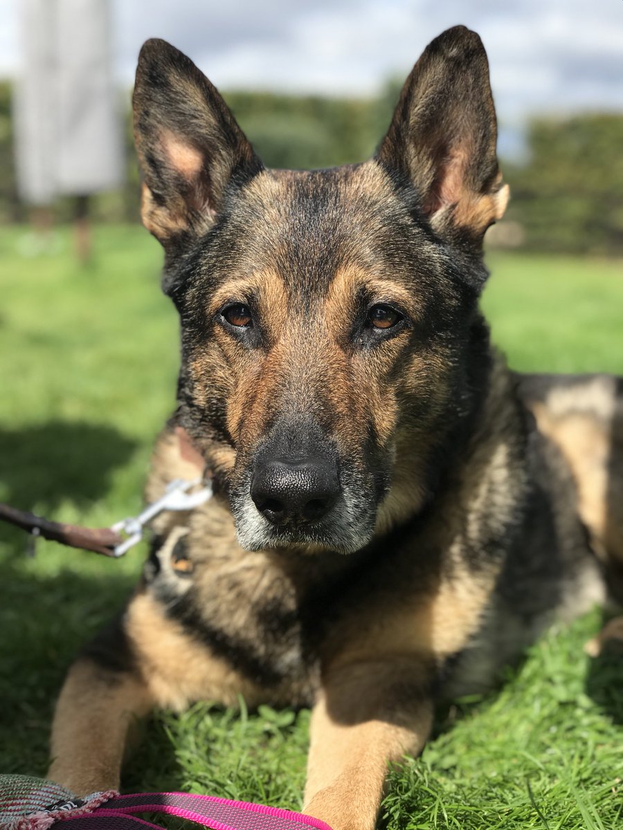 K9Finn's tweet photo. Very special day for #FabulousFinn as he heads in to HQ with me today for the unveiling of his @PDSA_HQ Gold Medal certificate and citation. 🐾🐾 https://t.co/yztYI7AY9y