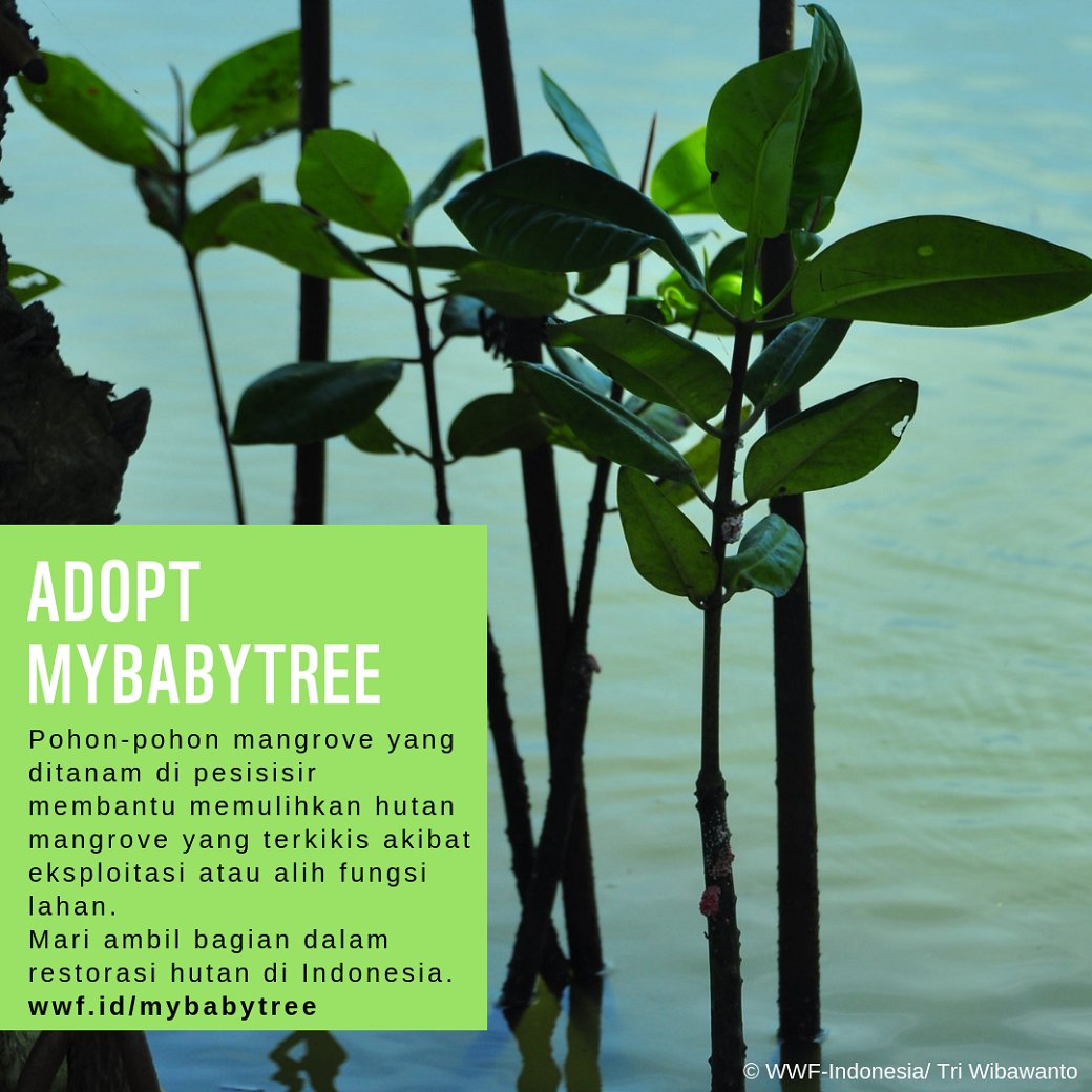 WWF_ID's tweet image. Sudahkah kamu berpartisipasi dalam usaha restorasi hutan di Indonesia? Walau tinggal jauh dari hutan/ pesisir kamu bisa membantu dengan adopsi pohon di wwf.id/mybabytree #MyBabyTree  💚