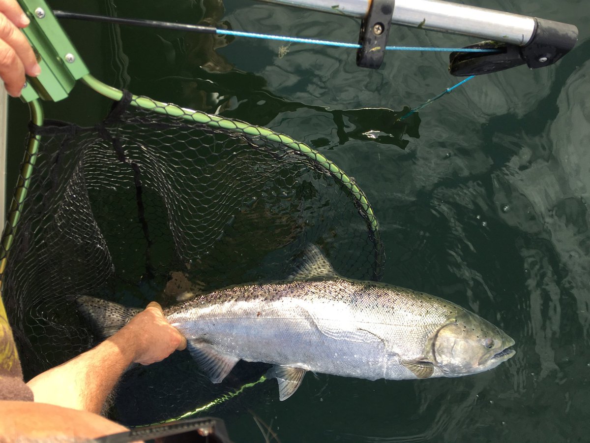 Released this big guy today.......