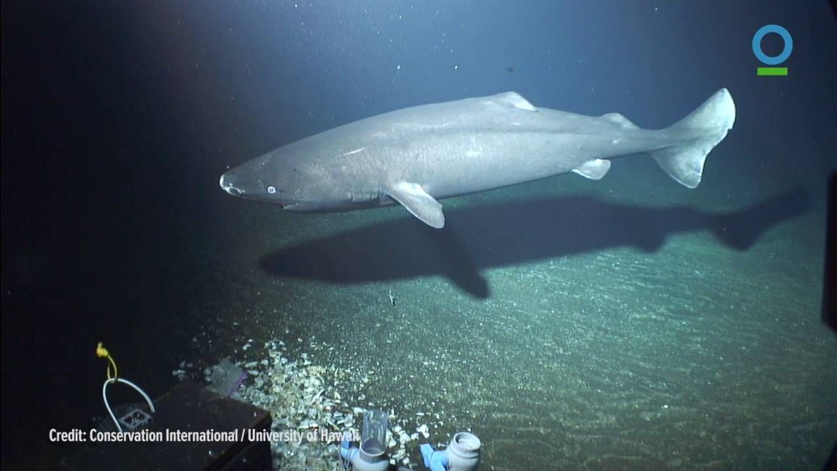FinsUnited's tweet photo. #Finfact: The Pacific sleeper #shark (Somniosus pacificus) is in the Somniosidae family and found in the North Pacific Ocean (think: Arctic and temperate waters), roaming the continental shelves and slopes. More with #TFUI: https://t.co/3HdE5Jkw9N #deepseashark #diversesharks https://t.co/XTbltVzdkq