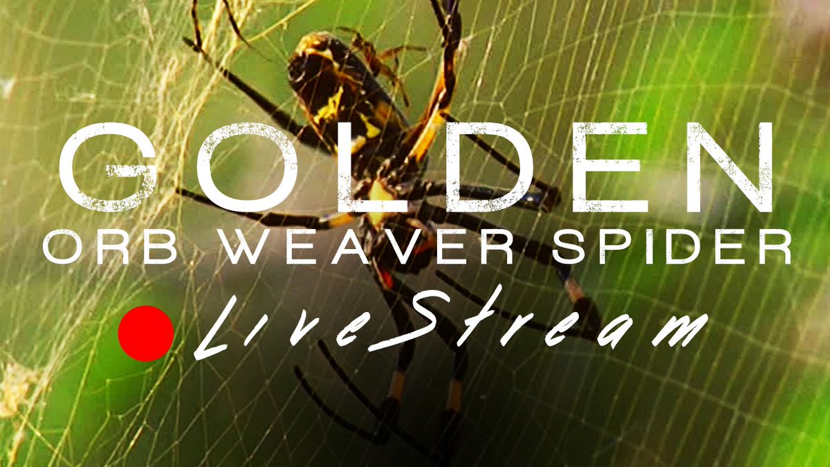 trek_wild's tweet image. youtube.com/watch?v=x1tN_x…