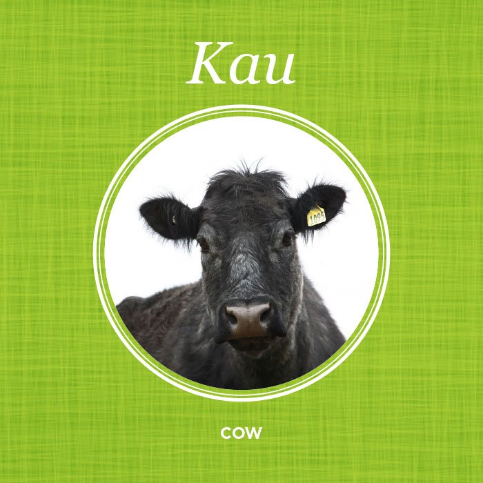NZBeefLamb's tweet photo. Kau = Cow
Hipi = Sheep
#TeWikioTeReoMāori https://t.co/ncf8QMZlH6