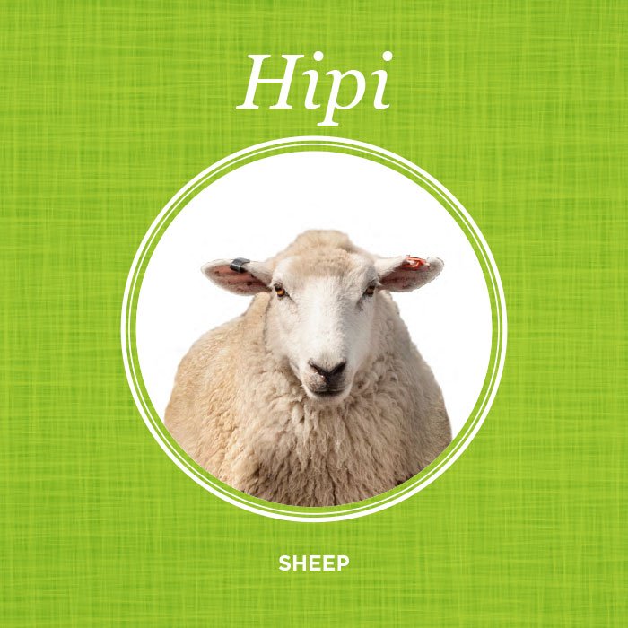 NZBeefLamb's tweet photo. Kau = Cow
Hipi = Sheep
#TeWikioTeReoMāori https://t.co/ncf8QMZlH6