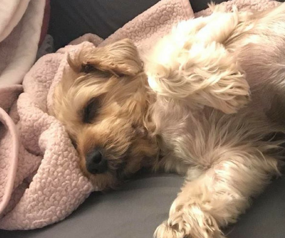 Good Night Rescue Second Chance Rescue on Twitter: