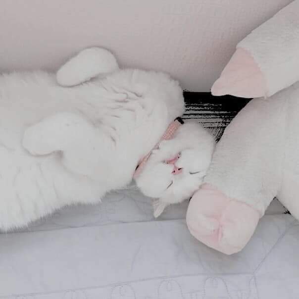 Melmynt🐰 tweet media