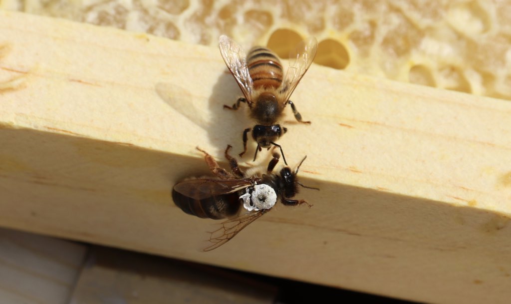 She’s the #Queen. She has it all. Right? Sometimes the people that seem to have it all, are the ones that need a friend the most. 1-800-273-8255 the #NationalSuicideLifeline USA. #WorldSuicidePreventionDay 
#WSPD2018 #bethe1to #itsokaytotalk #hopehappens #youmatter #suicide