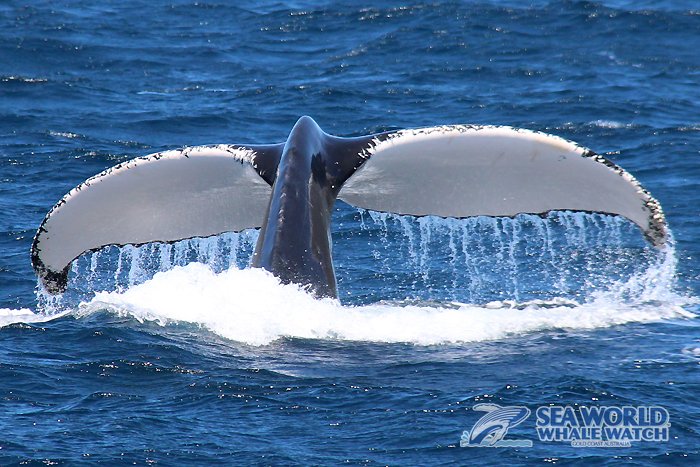 WhaleWatchAust's tweet photo. So.Much.Action this morning! What a fab #Monday in our '#office'!
Join us! ππΈ
#whalewatching #Whales #goldcoast #Australia #Humpback #thisisqueensland #Queensland #MondayMorning #fullofaction #actionpacked #Action https://t.co/D3KSqvfZng