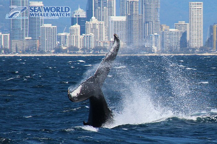 WhaleWatchAust's tweet photo. So.Much.Action this morning! What a fab #Monday in our '#office'!
Join us! ππΈ
#whalewatching #Whales #goldcoast #Australia #Humpback #thisisqueensland #Queensland #MondayMorning #fullofaction #actionpacked #Action https://t.co/D3KSqvfZng