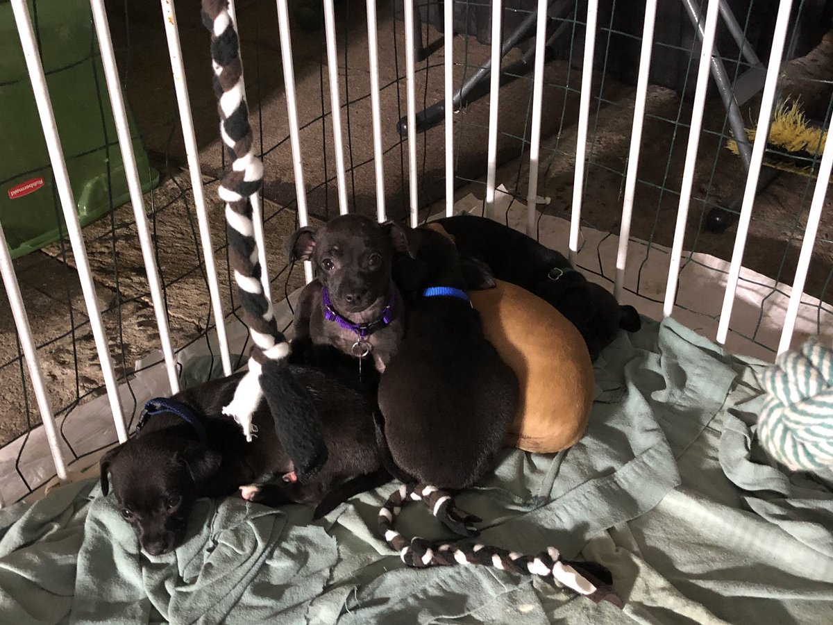 NWIPR's tweet photo. 5-6 weeks old (doxy chi or doxy terrier is my best guess - approx 20lbs or so full grown - give or take)
Abandoned in a dairy field with no mom https://t.co/aloOyK6yII