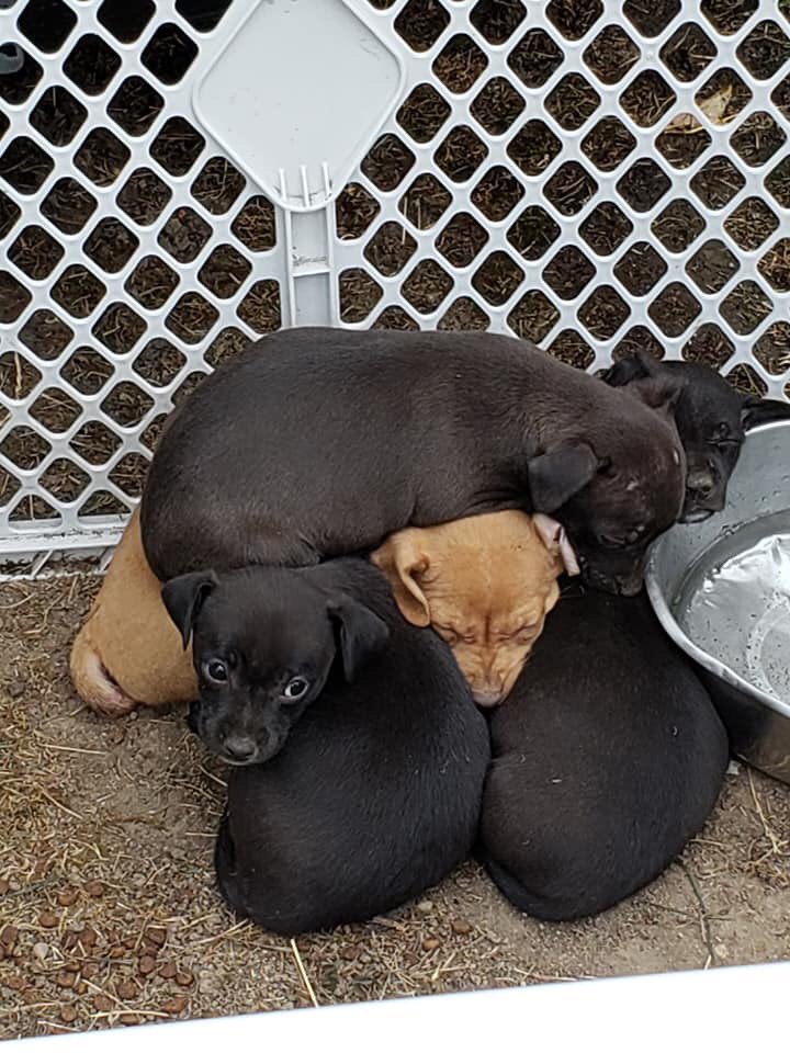 NWIPR's tweet photo. 5-6 weeks old (doxy chi or doxy terrier is my best guess - approx 20lbs or so full grown - give or take)
Abandoned in a dairy field with no mom https://t.co/aloOyK6yII