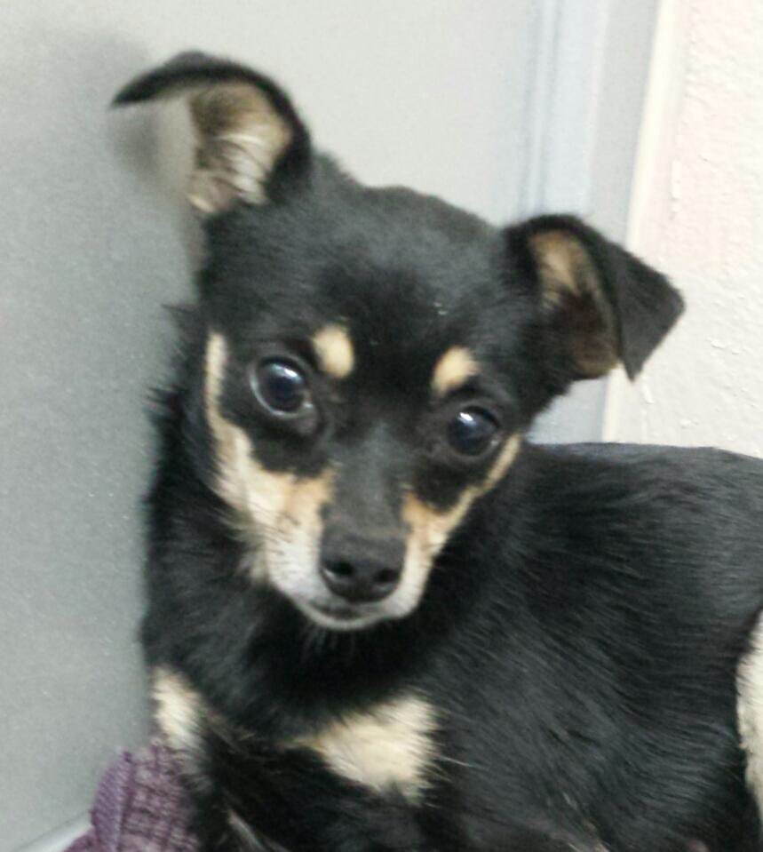 NWIPR's tweet photo. Sadie 3-4 yr old 7lb chihuahua https://t.co/vPNLLipbcO