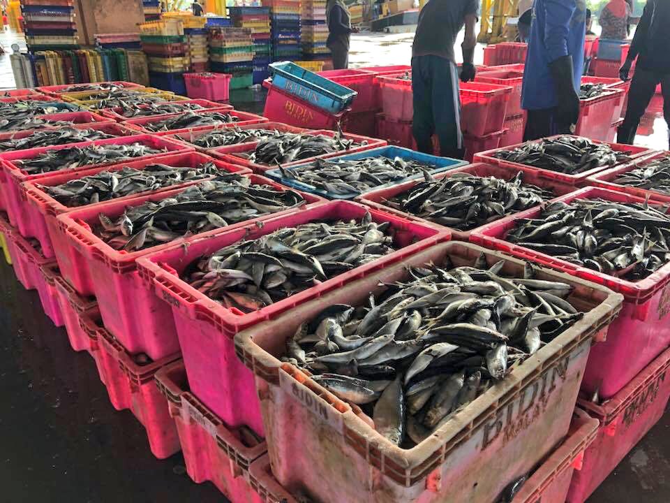dofmalaysia's tweet photo. TKSU @moaMalaysia En Badrul Hisham Mohd, membuat tinjauan ke Kompleks Pendaratan Ikan Tok Bali pagi ini, 10/9/18. Aktiviti sgt sibuk, byk vesel C dan C2 mendaratkan hasil tangkapan! Pendaratan ikan akan lebih meningkat di sini jika nelayan patuhi SOP tangkapan ikan. #myDOF #moa https://t.co/R32jaQtxXl