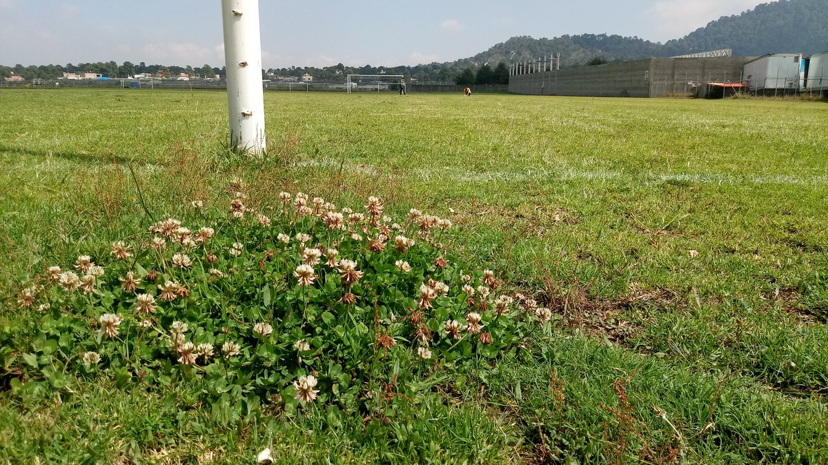 DiegoCarmonaPhD's tweet photo. #GlobalUrbanEvolution #GLUE. Raining season sampling of Trifolium repens at the rural areas of Mexico City @GobCDMX as part of a big international effort leaded by @evoecolab to study evolution in the cities. https://t.co/rNElv6HSvP