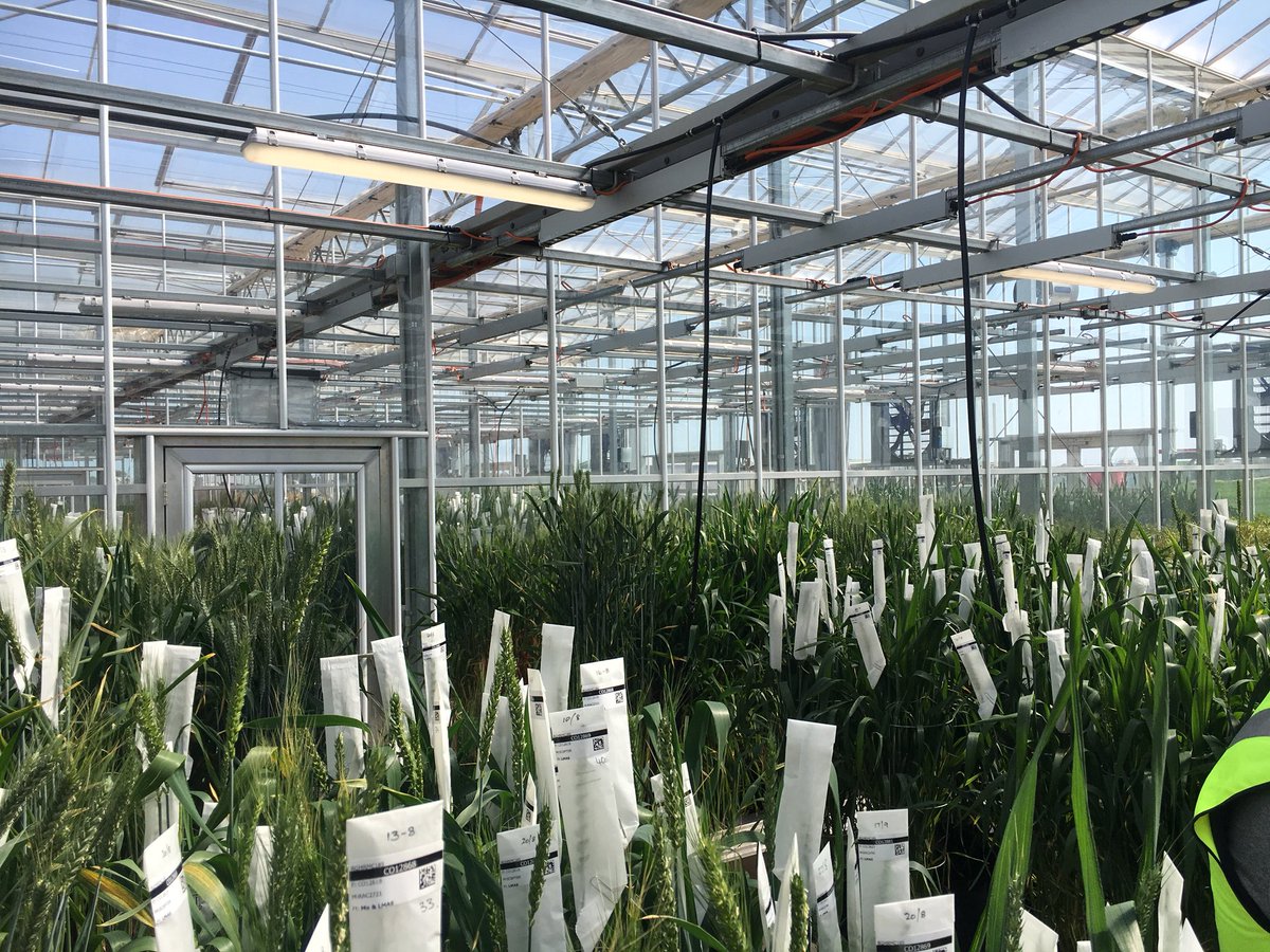CTALiebeck's tweet photo. Ran the eye over the new @agtbreeding facility at Roseworthy. Cracker of a setup and investing in returning value to growers. Cheers @danvaterAGT. Also former research life envy with the new Winnyโs with a cab and wireless. @MADFIG14 #TTAtour https://t.co/BDiCYU9vOu