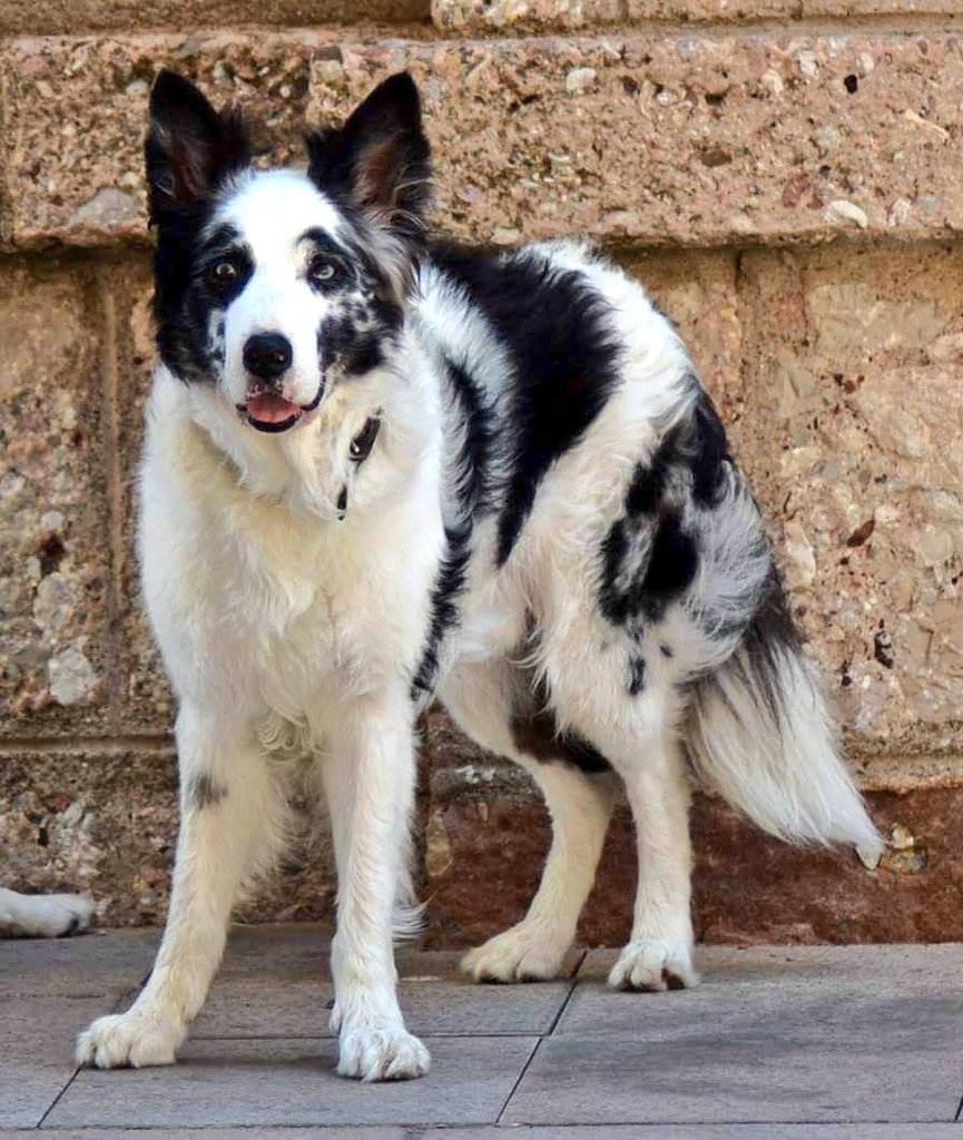 Animals del Maresme 🐾 tweet media