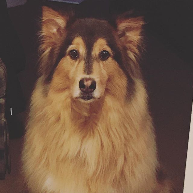 angesae's tweet photo. ‘Give me my cookie already’ look #pollo #furbaby #yvrpets #cookiemonster https://t.co/1kDnI7ZL4H https://t.co/tQ5fzVlfpJ