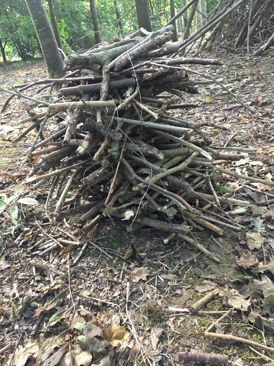 Parish2000Wood's tweet photo. #symmetry #tallesttower #nestbuilding #teamwork https://t.co/honXj3u71G