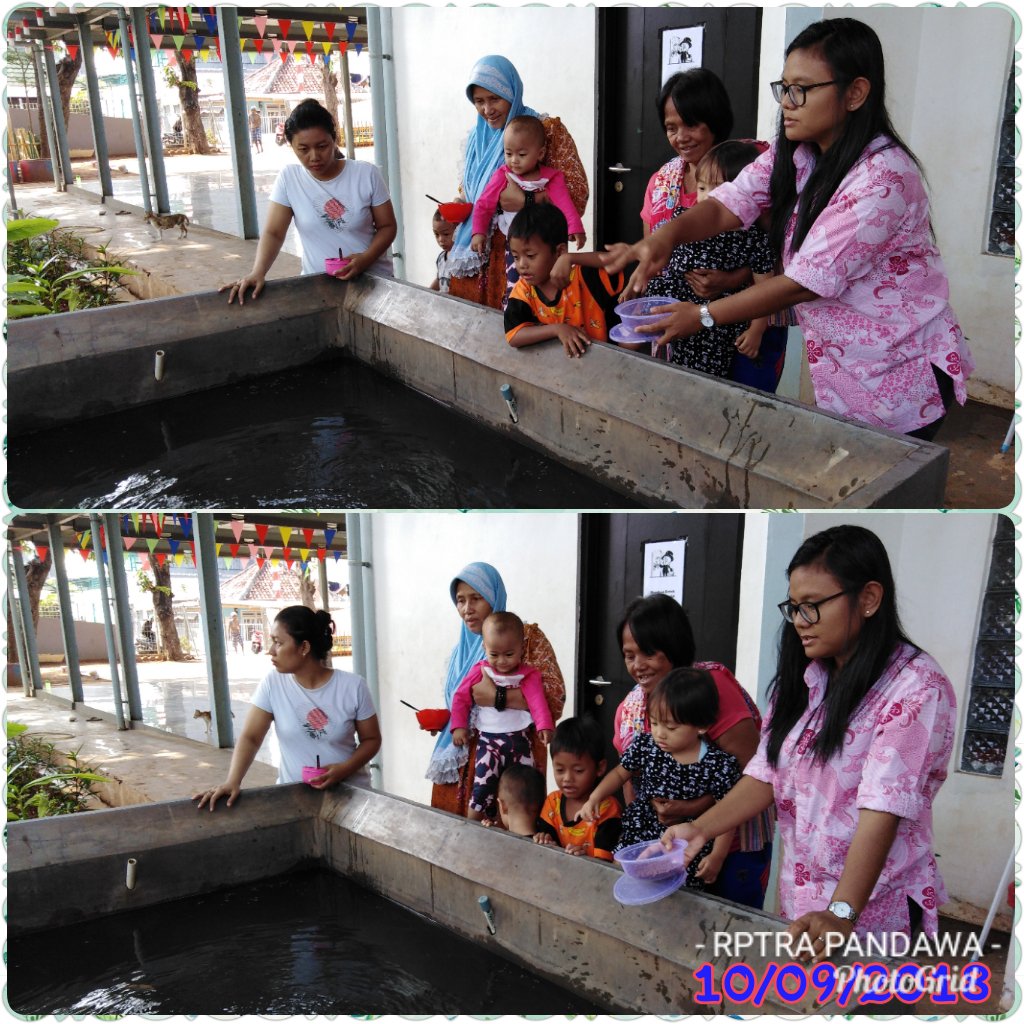 RPTRA_PandawaTT's tweet photo. Anak anak (pengunjung) membantu memberi makan ikan di kolam Gizi RPTRA Pandwa @RPTRA_PandawaTT @Ermasuryani63 @tutykusumawati @sudinppappjp @dppappdki #RPTRA_PandawaTT #dppapp #sudinppappjp https://t.co/tmwDzOjQQw