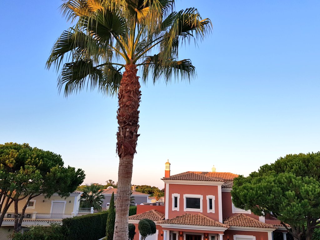 soph_turn's tweet photo. Happiness is: the smell you wake up to on holiday 🌴💙 https://t.co/aYKsT8ibQ9