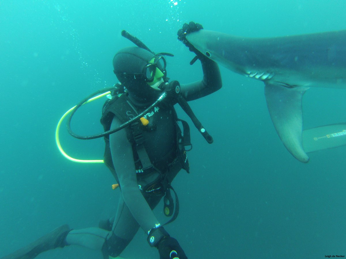 DiveBuddy tweet media