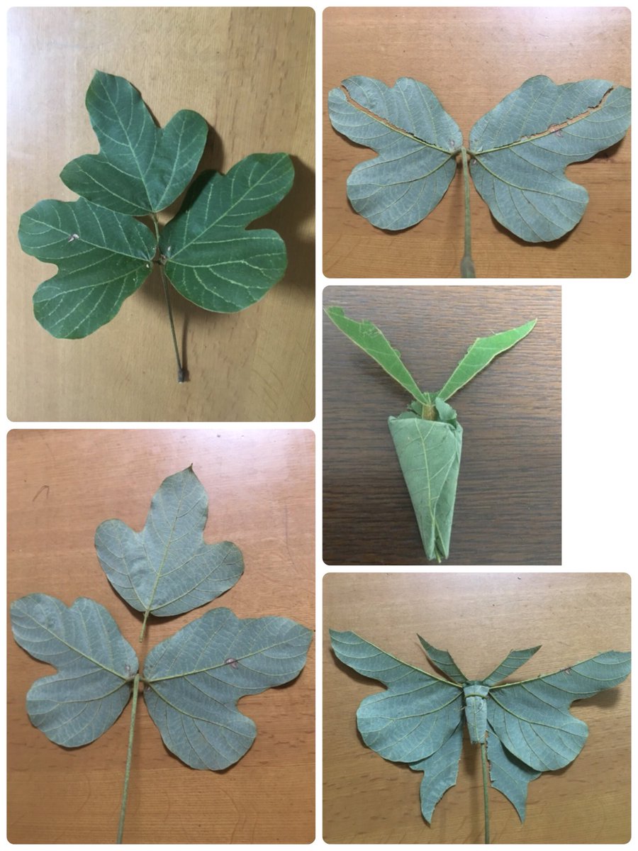 Inori A Twitter 昨日のクズの花のつながりで クズの葉のオオミズアオです クズの三枚セットの葉でつくっています つくりたてより一晩経った方が雰囲気が出るところが面白いです
