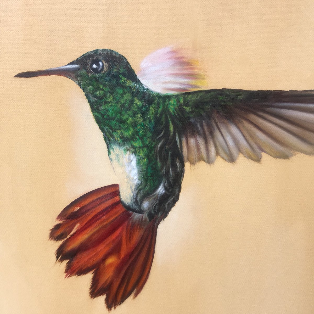 JillIliffe's tweet photo. Finished!! Oil on canvas of a hummingbird. 60 x 70 cm. Now what next???? https://t.co/XaDOizuQGz