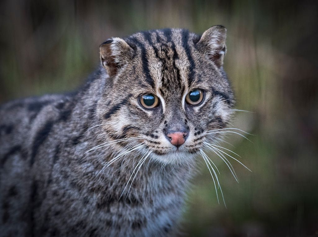 #BCSDidYouKnow Like snug-fitting thermal underwear, the #FishingCats coat helps keep them warm & dry even during chilly fishing expeditions? Our handsome boy Aquarius is already prepared for the seasonal changes to come 🍂 #catfactmonday #catfacts 📸@almazleaper