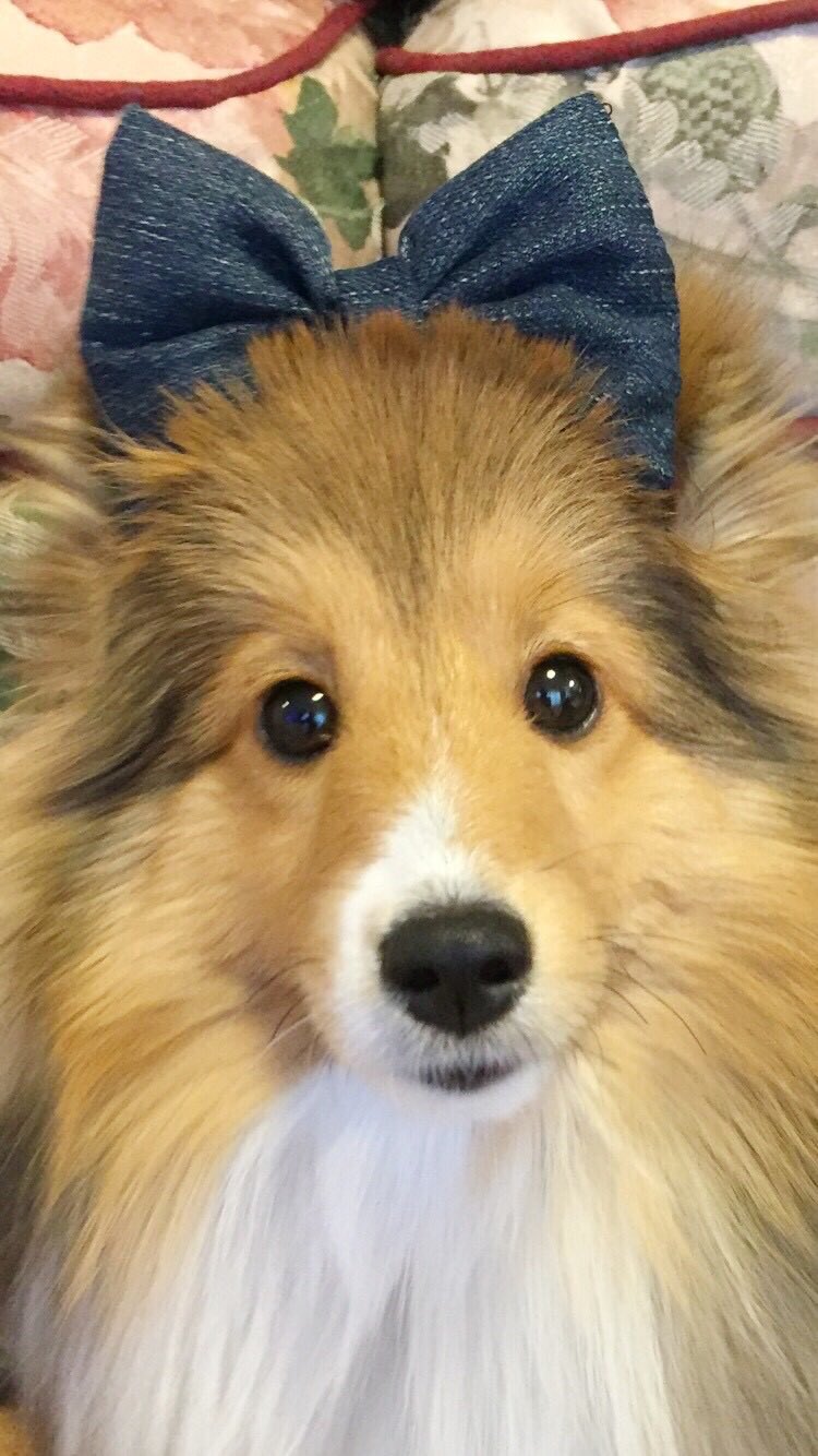 Soko ピクシーのリボンは 可愛い シェルティ ピクシー T Co Widgq7yvjr Twitter