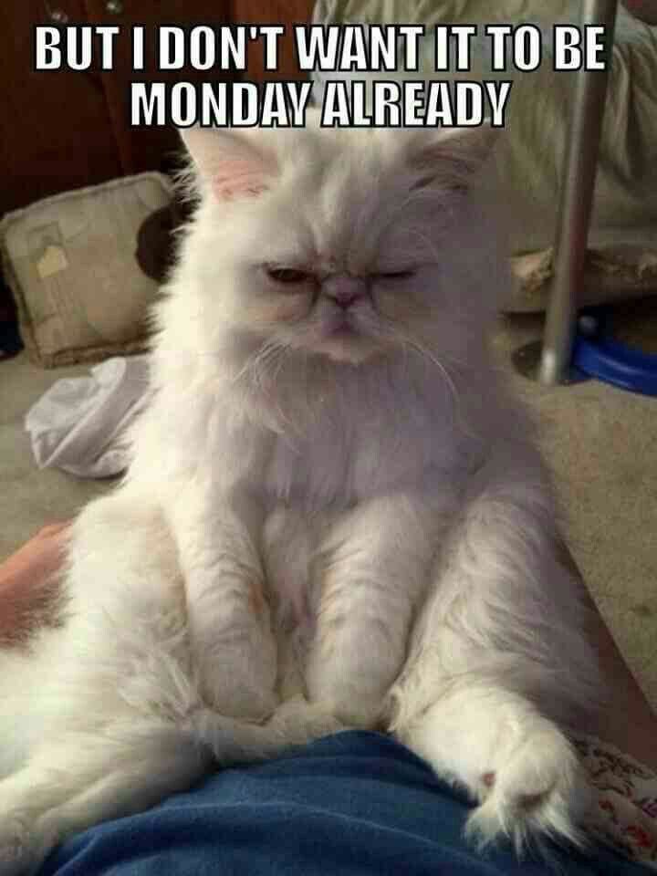 high_paw's tweet photo. Happy Monday folks! #highpawpetsupplies #feedthemhealthy #loveyourpets #mondayblues https://t.co/yBQb3cj05k