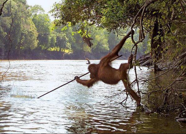 William67791963's tweet photo. An Orangutan from a zoo was reintroduced to the wild in Borneo and began spear fishing after watching local fisherman
#fishing #fishingfortheweekend #FishingWarriors #fishingiswhatido #fishingguide #fishingtexas #fishingtrout #fishingrun #fishingbaubles #fishingboat https://t.co/8kgL1RtawU