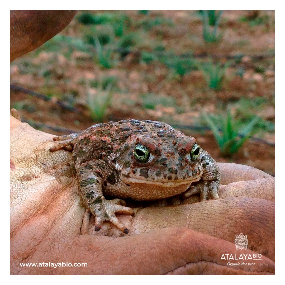 Nuestra finca se encuentra en un paraje #natural protegido (Red Natura 2000). Cada especie tiene un depredador, el cual mantiene “a raya” la población de su presa, creando así un #equilibrio a lo largo de la #cadenatrófica: atalayabio.com/es/blog/por-qu… #aloevera